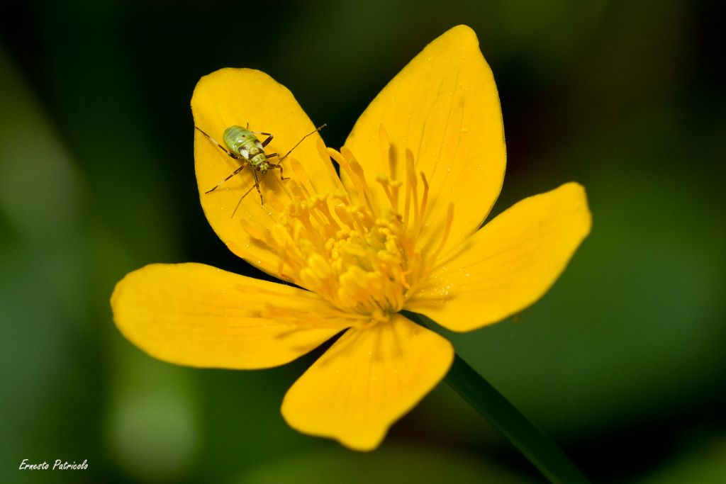 ninfa di Miridae: cfr. Grypocoris stysi